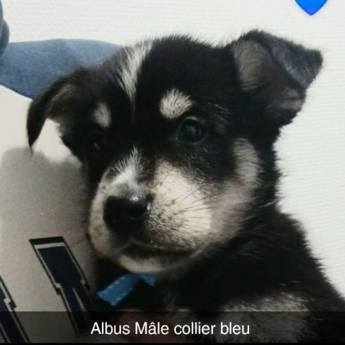 7 chiots croises husky/berger #0
