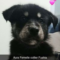 7 chiots croises husky/berger #1