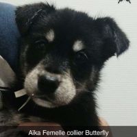 7 chiots croises husky/berger #7