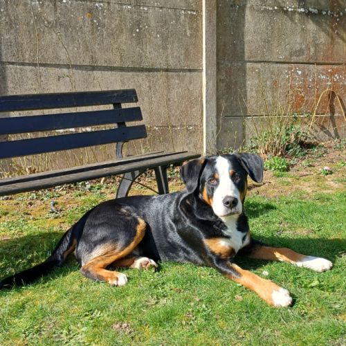 Chiot 1 an cherche une nouvelle famille aimante #1