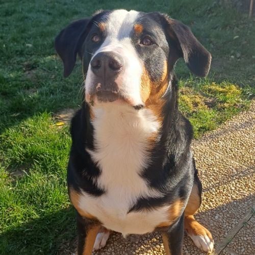 Chiot 1 an cherche une nouvelle famille aimante #0