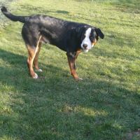 Chiot 1 an cherche une nouvelle famille aimante #2