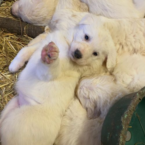 10 chiots patous apparence abruzzes à vendre