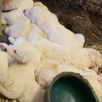 10 chiots patous apparence abruzzes à vendre #2