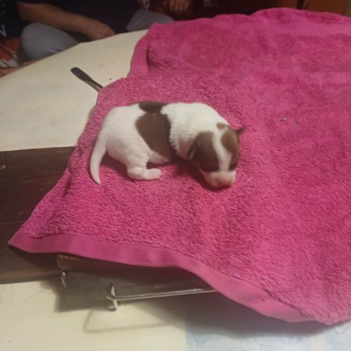 Vend chiots jack russell