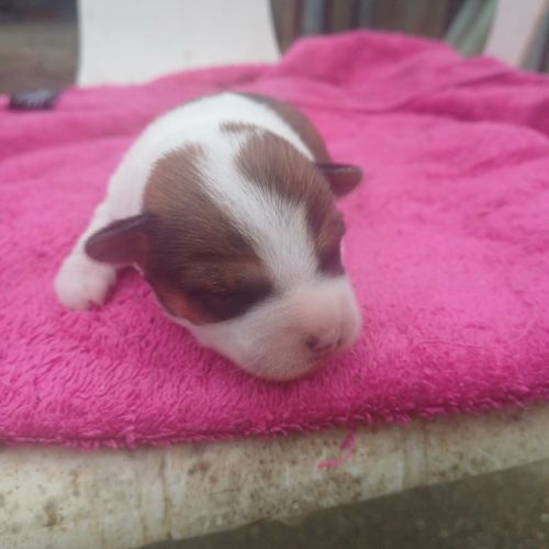 Vend chiots jack russell #3