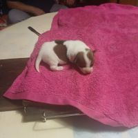 Vend chiots jack russell #0
