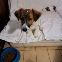 Vend chiots jack russell #3