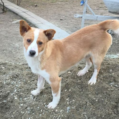 Stelica à adopter #0