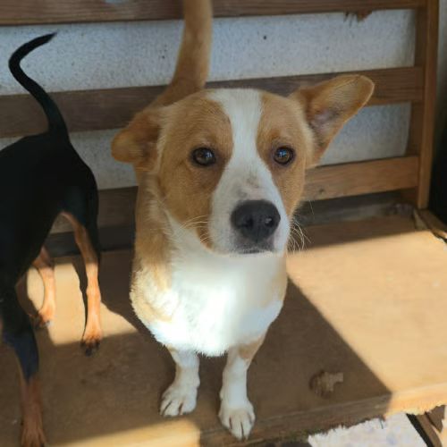 Stelica à adopter #2