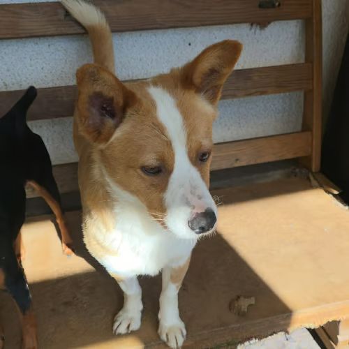 Stelica à adopter #3