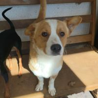 Stelica à adopter #2