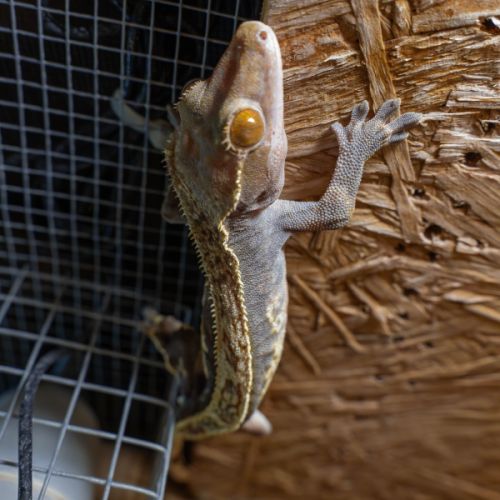 Gecko a crete (correlophus ciliatus) et terrarium #3