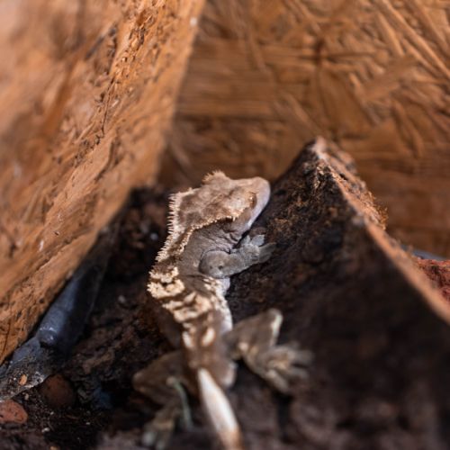 Gecko a crete (correlophus ciliatus) et terrarium #0