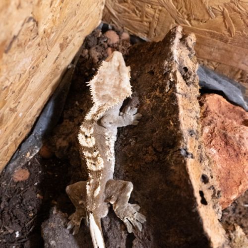 Gecko a crete (correlophus ciliatus) et terrarium #6