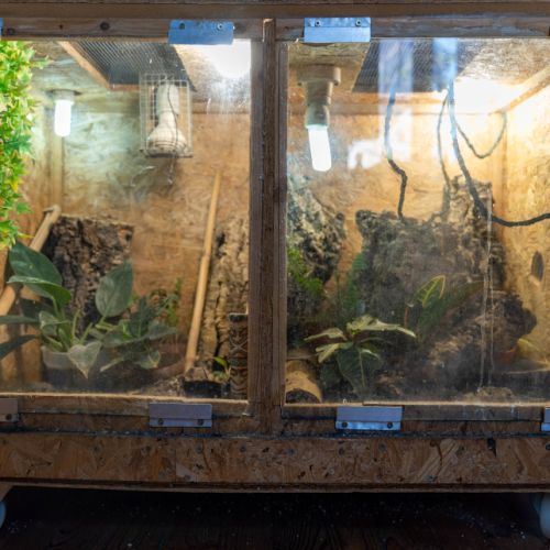 Gecko a crete (correlophus ciliatus) et terrarium #9