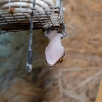 Gecko a crete (correlophus ciliatus) et terrarium #1