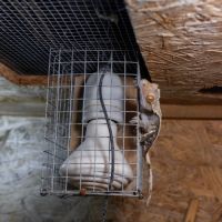 Gecko a crete (correlophus ciliatus) et terrarium #2