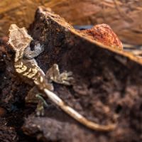 Gecko a crete (correlophus ciliatus) et terrarium #5