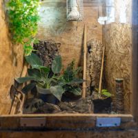 Gecko a crete (correlophus ciliatus) et terrarium #7