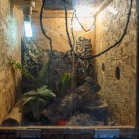 Gecko a crete (correlophus ciliatus) et terrarium #8