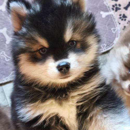 Chiots pomsky f4 à réserver #3