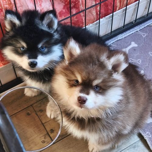 Chiots pomsky f4 à réserver #4