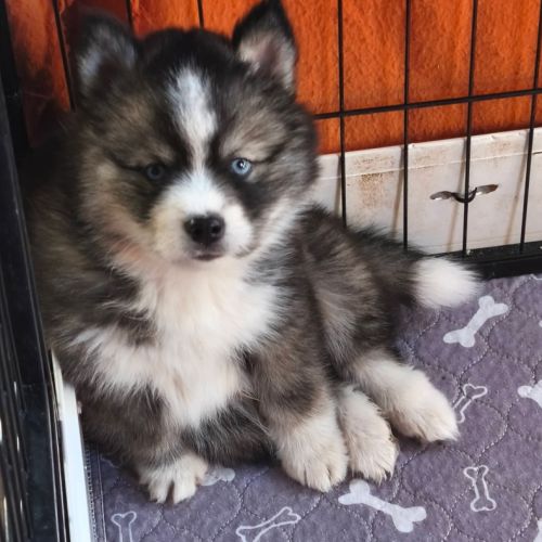 Chiots pomsky f4 à réserver #5