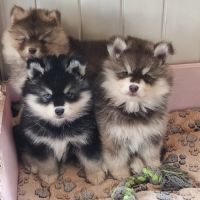 Chiots pomsky f4 à réserver #2