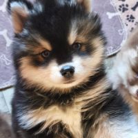 Chiots pomsky f4 à réserver #3