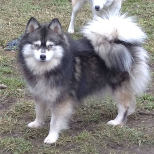 Chiot mâle pomsky f4 à réserver #1
