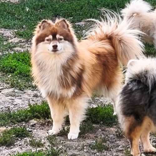 Chiot mâle pomsky f4 à réserver #2