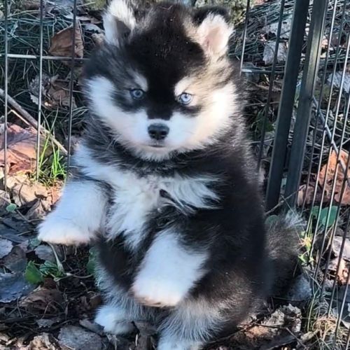 Chiot mâle pomsky f4 à réserver #0