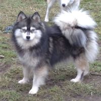 Chiot mâle pomsky f4 à réserver #1