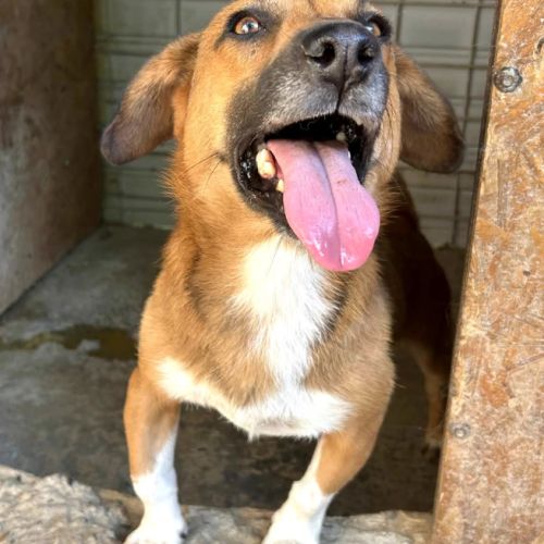 Urgence lucky a l'adoption ou accueil #1