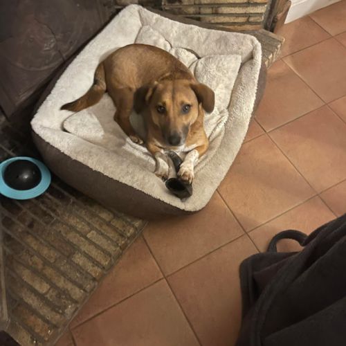 Urgence lucky a l'adoption ou accueil #2