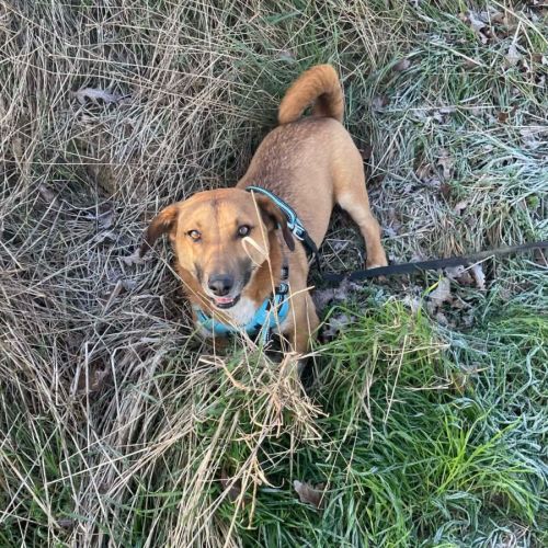 Urgence lucky a l'adoption ou accueil #4