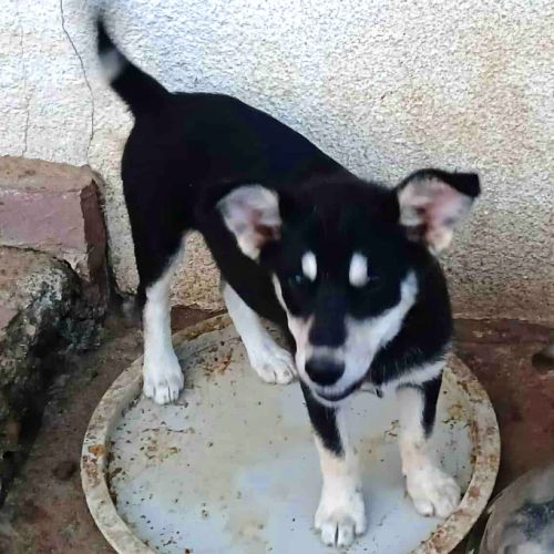 Urgence lucky a l'adoption ou accueil #10