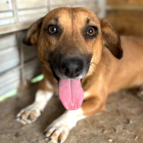 Urgence lucky a l'adoption ou accueil #0