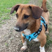 Urgence lucky a l'adoption ou accueil #3