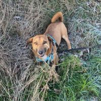 Urgence lucky a l'adoption ou accueil #4