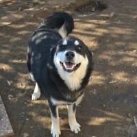 Urgence lucky a l'adoption ou accueil #7