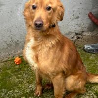 Urgence lucky a l'adoption ou accueil #8