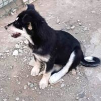 Urgence lucky a l'adoption ou accueil #9