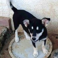 Urgence lucky a l'adoption ou accueil #10