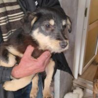 Urgence lucky a l'adoption ou accueil #11