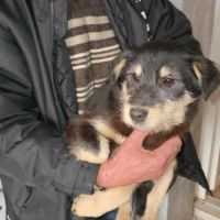 Urgence lucky a l'adoption ou accueil #12