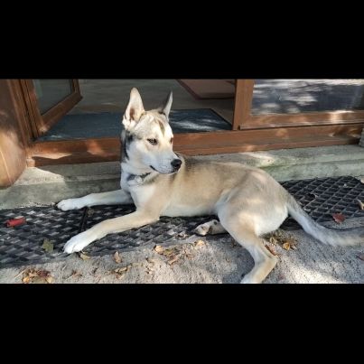 Donne jeune berger croisé