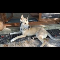 Donne jeune berger croisé