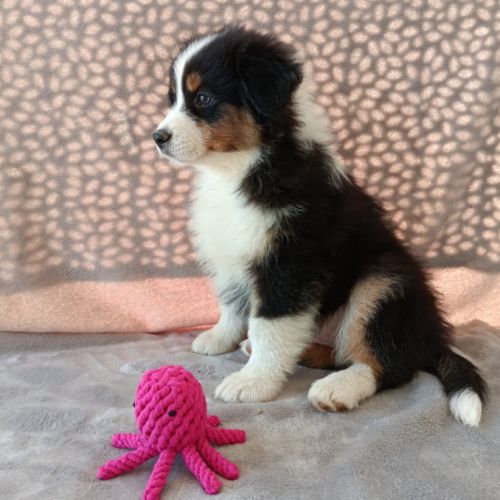 Chiot berger australien lof femelle